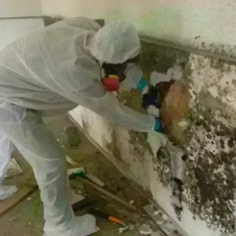 Best Mold Remediation and Removal Service in Perquimans County, NC